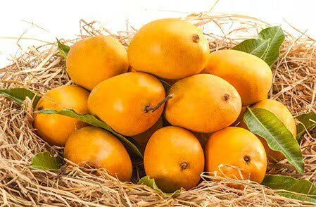 Alphonso Mango