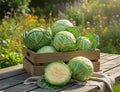 Fresh Cabbage