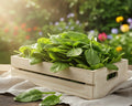 Fresh Spinach With Root