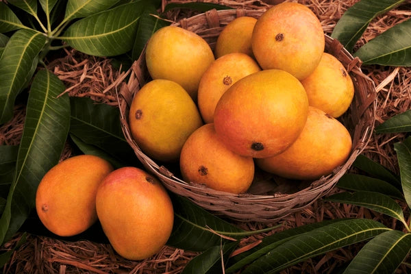 Original Devgad Alphonso Mango